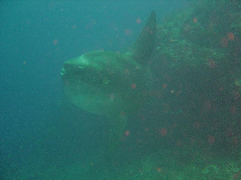 Mola Mola 
